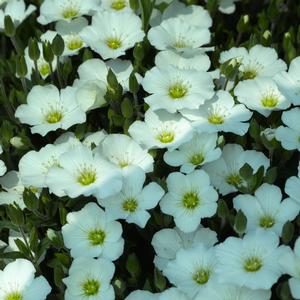 Arenaria montana 'Blizzard Compact' Sandwort from Moose Crossing Garden Center