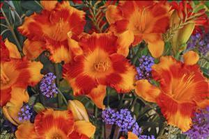 Hemerocallis hybrid 'Adorable Tiger' Daylily from Moose Crossing Garden Center