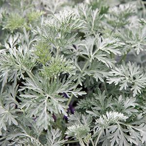 Artemisia hybrid 'Powis Castle' Wormwood from Moose Crossing Garden Center