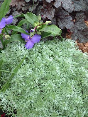 Artemisia schmidtiana 'Silver Mound' Wormwood from Moose Crossing Garden Center