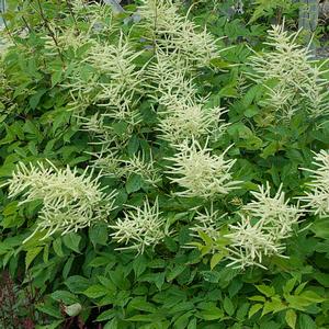 Aruncus dioicus Goat's Beard from Moose Crossing Garden Center