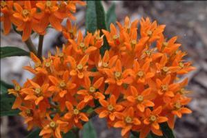 Asclepias tuberosa Butterfly Milkweed from Moose Crossing Garden Center