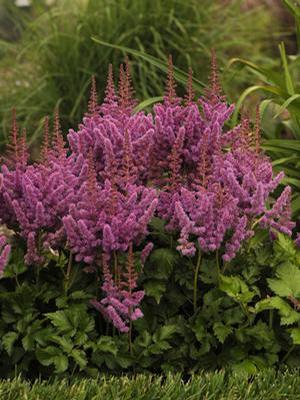 Astilbe chinensis 'Visions' Astilbe from Moose Crossing Garden Center