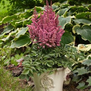 Astilbe chinensis 'Visions in Pink' Astilbe from Moose Crossing Garden Center