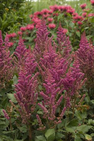 Astilbe chinensis 'Visions in Red' Astilbe from Moose Crossing Garden Center