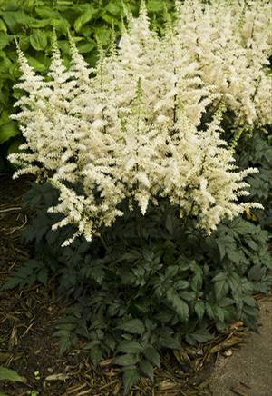 Astilbe chinensis 'Visions in White' Astilbe from Moose Crossing Garden Center