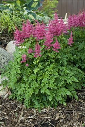 Astilbe hybrid 'Younique Carmine' Astilbe from Moose Crossing Garden Center