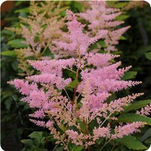 Astilbe hybrid 'Younique Silvery Pink' Astilbe from Moose Crossing Garden Center