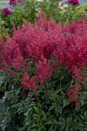 Astilbe japonica 'Montgomery' Astilbe from Moose Crossing Garden Center