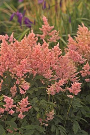 Astilbe japonica 'Peach Blossom' Astilbe from Moose Crossing Garden Center