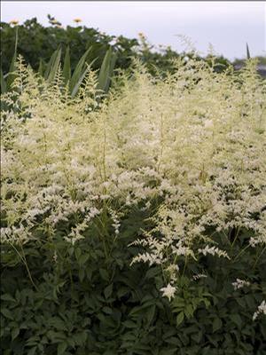 Astilbe x arendsii 'Bridal Veil' Astilbe from Moose Crossing Garden Center