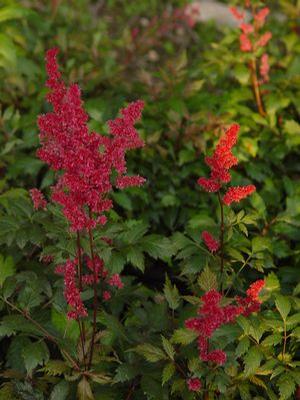Astilbe x arendsii 'Fanal' Astilbe from Moose Crossing Garden Center