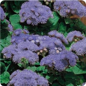 Ageratum houstonianum Ageratum from Moose Crossing Garden Center