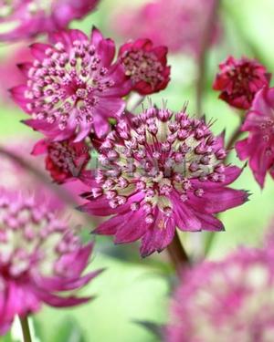 Astrantia major 'Abbey Road' Masterwort from Moose Crossing Garden Center