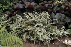 Japanese Painted Fern