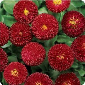 Bellis perennis 'Bellissima Red' English Daisy from Moose Crossing Garden Center