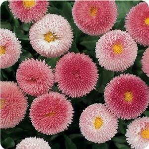 Bellis perennis 'Bellissima Rose Bicolor' English Daisy from Moose Crossing Garden Center