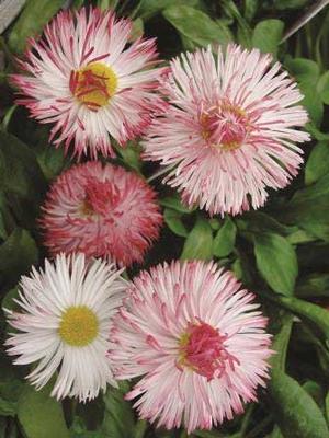 Bellis perennis 'Habanera White w/ Red Tips' English Daisy from Moose Crossing Garden Center