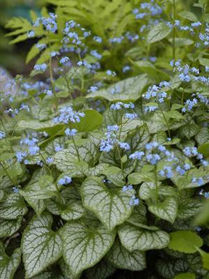 Brunnera macrophylla 'Jack Frost' Bugloss from Moose Crossing Garden Center