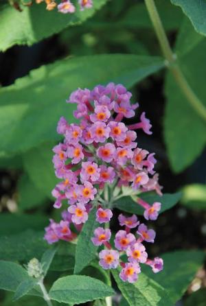 Buddleia davidii 'Bicolor' Butterfly Bush from Moose Crossing Garden Center