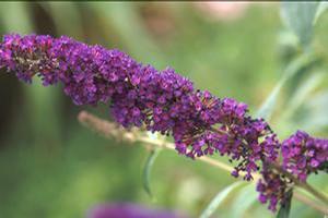 Buddleia davidii 'Black Knight' Butterfly Bush from Moose Crossing Garden Center