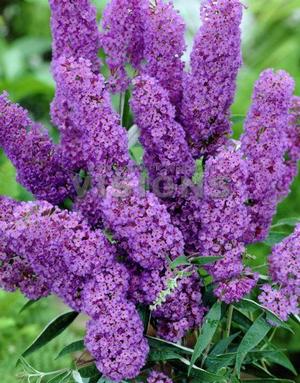 Buddleia davidii 'Nanho Blue' Butterfly Bush from Moose Crossing Garden Center