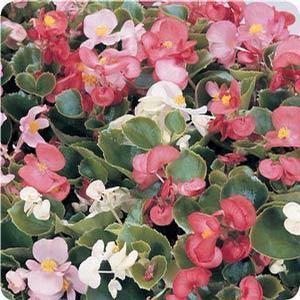 Begonia semperflorens Wax Begonia from Moose Crossing Garden Center