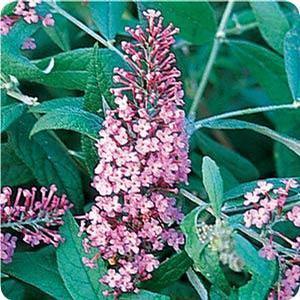 Buddleia davidii 'Pink Delight' Butterfly Bush from Moose Crossing Garden Center