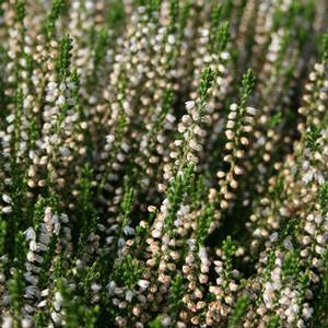 Calluna vulgaris 'Maires' Heather from Moose Crossing Garden Center