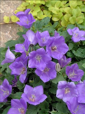 Campanula carpatica 'Blue Clips' Bell Flower from Moose Crossing Garden Center