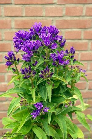 Campanula glomerata Clustered Bellflower from Moose Crossing Garden Center