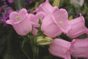 Campanula medium 'Champion Pink' Bell Flower from Moose Crossing Garden Center
