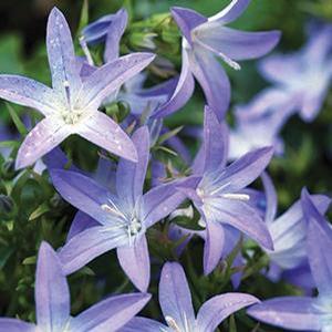 Campanula poscharskyana 'Blue Waterfall' Serbian Bell Flower from Moose Crossing Garden Center