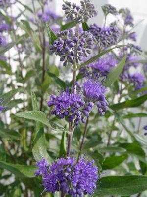 Caryopteris x. clandonensis 'Dark Knight' Blue Mist Spirea from Moose Crossing Garden Center