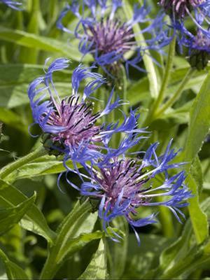 Centaurea montana 'Montana Blue' Bachelor Button from Moose Crossing Garden Center