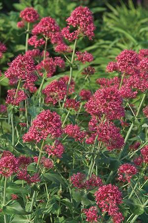 Centranthus ruber 'Valerian Red' Jupiter's Beard from Moose Crossing Garden Center