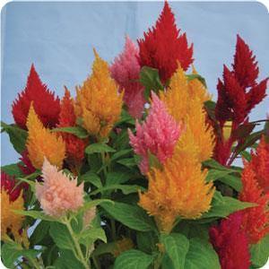 Celosia Cockscomb or Woodflowers from Moose Crossing Garden Center