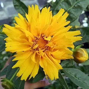 Coreopsis grandiflora 'Early Sunrise' Tickseed from Moose Crossing Garden Center