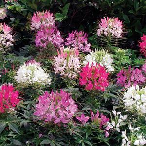 Cleome Spider Flower from Moose Crossing Garden Center