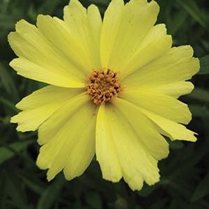 Coreopsis hybrid 'Big Bang Full Moon' Tickseed from Moose Crossing Garden Center