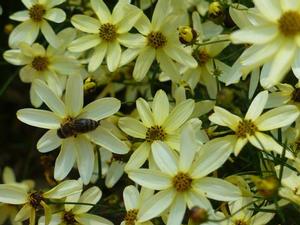 Coreopsis verticillata 'Moonbeam' Tickseed from Moose Crossing Garden Center
