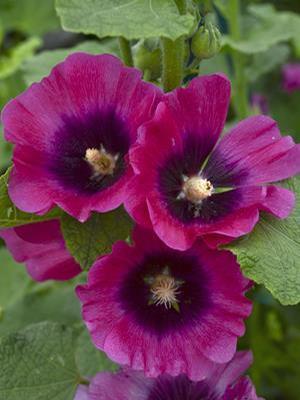 Alcea rosea 'Halo Cerise' Hollyhock from Moose Crossing Garden Center