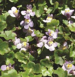 Cymbalaria muralis 'Kenilworth Ivy' Kenilworth ivy from Moose Crossing Garden Center