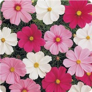 Cosmos Cosmos from Moose Crossing Garden Center