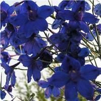 Delphinium grandiflorum 'Blue Butterfly' Delphinium from Moose Crossing Garden Center