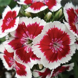 Dianthus barbatus 'Barbarini Red Picotee' Sweet William from Moose Crossing Garden Center