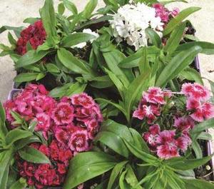 Dianthus barbatus 'Pinocchio' Sweet William from Moose Crossing Garden Center