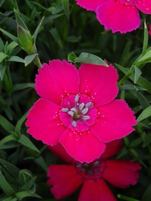 Dianthus deltoides 'Zing Rose' Maiden Pinks from Moose Crossing Garden Center
