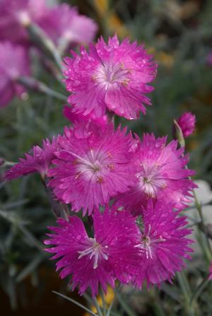Dianthus gratianopolitanus 'Firewitch' Garden Pinks from Moose Crossing Garden Center