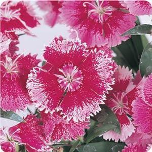 Dianthus Dianthus from Moose Crossing Garden Center